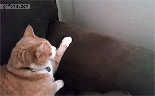 CCM: The Funniest Cat Gifs On The Interwebs