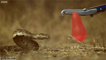 Snake Attacking A Water Balloon | Best Funny Gifs Updated Daily
