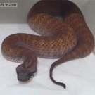 Death adder snake caudal lure