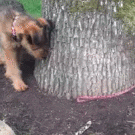 Dog chases own leash around tree