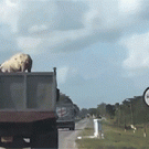 Pig jumps off moving truck