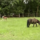 Baby pony hits mother while running around
