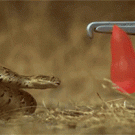 Snake attacking a water balloon