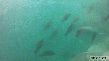 Swimming With Stingray Selfie | Best Funny Gifs Updated Daily