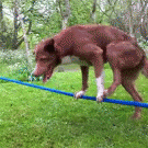Dog does handstand on a rope