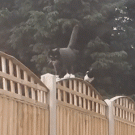 Magpie chases cat