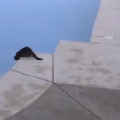 Cat pushes other cat into swimming pool