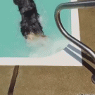 Dog jumps on swimming dog