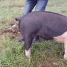 How to straighten a pig's tail