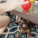 Dog pays attention to ball on the table