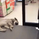 Dog vs. automatic door