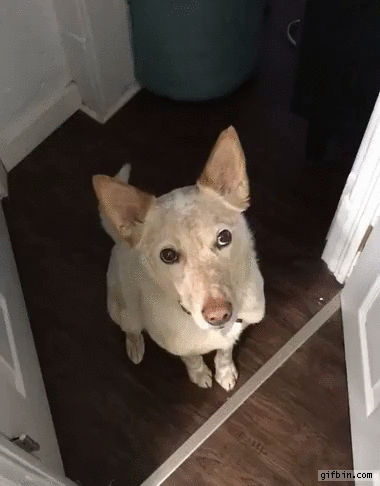 Dog wants to go for a walk