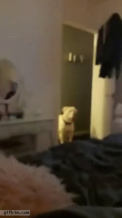 Playing hide-and-seek with dog