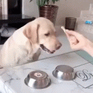 Dog gets tricked out of treats