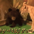 Bear cub's late reaction