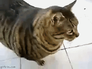Fat Cat | Best Funny Gifs Updated Daily