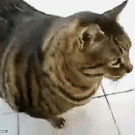 Fat cat