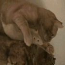 Cat vs. mouse