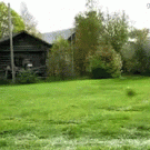 Cool dog is mowing the lawn