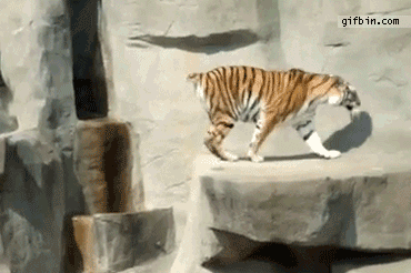 Bird Startles Tiger | Best Funny Gifs Updated Daily