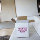 Maru jump in a box fail