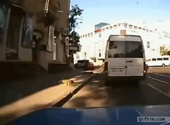 Woman Falls Out Of Back Of Van | Best Funny Gifs Updated Daily