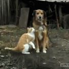 Cat and dog tender moment