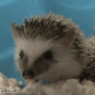 Baby hedgehog yawns