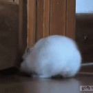 Hamster struggles to escape through door crack