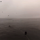 Humpback whales almost swallow divers