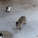 Raccoon steals cats' food