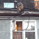 Cat enters window like a boss