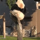 Clumsy panda falls off a tree