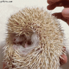 Ticklish hedgehog