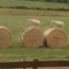 Lambs jumping on hay bales