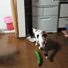 Cat startled by cucumber