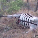 Bloated zebra explodes in leopards face while eating it