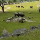 Baby elephant tumbles while chasing birds
