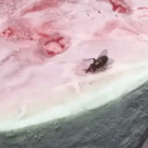 Fly stuck to frozen watermelon