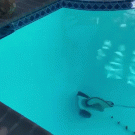 Dogs attack pool vacuum