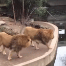 Lion accidentally falls in water