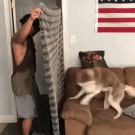 Man pranks dog by disappearing