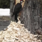 Woodpecker makes huge hole in tree