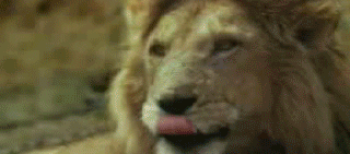Lion Hunters | Best Funny Gifs Updated Daily