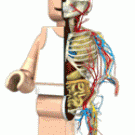 Lego minifig anatomy