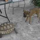 Tortoise chasing dog