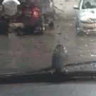 Bird on a windshield wiper