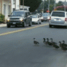 A lot of ducks crossing the road