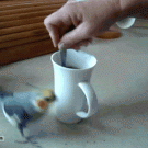 Cockatiel vs. stirring coffee