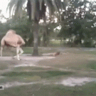 Headless camel